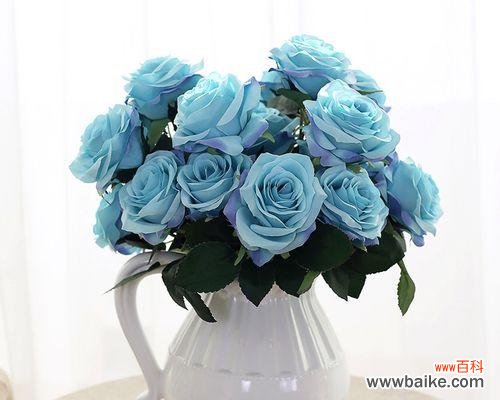 玫瑰蓝的奇迹与美丽 碎冰蓝玫瑰的花语