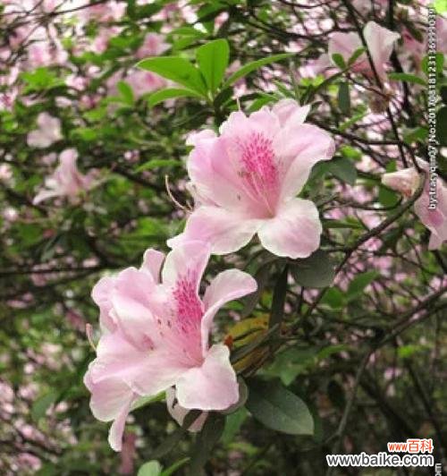 杜鹃花的美丽与意义 杜鹃花的花语——传递爱与希望