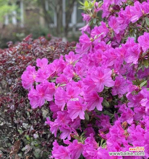 揭示杜鹃花象征意义的多重内涵 杜鹃花