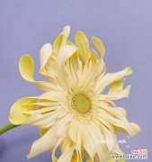 以花朵色彩为媒介 非洲菊的花语——揭示不同颜色的含义