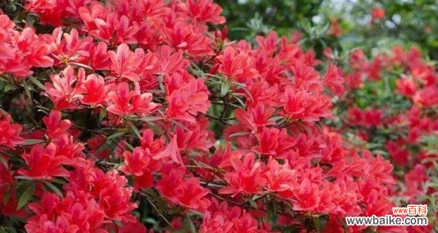 探索勒杜鹃花的花语及寓意 勒杜鹃花