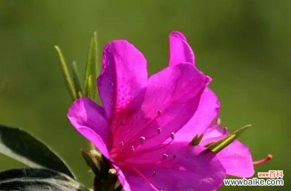 探索勒杜鹃花的花语及寓意 勒杜鹃花