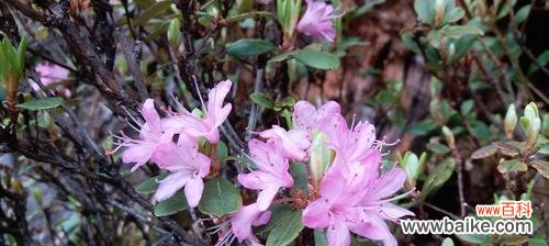 唤醒爱情 杜鹃花