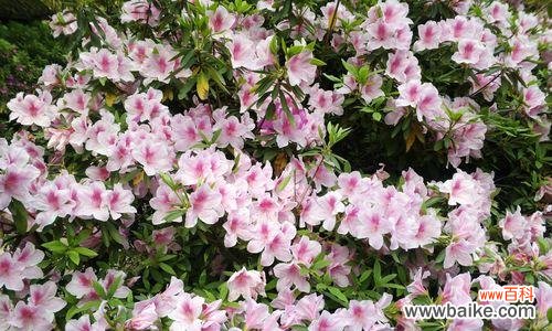 唤醒爱情 杜鹃花