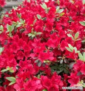 唤醒爱情 杜鹃花