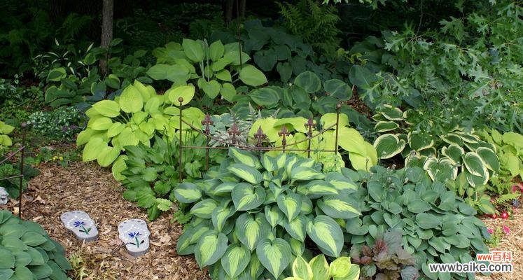 从花卉到树木 多年生植物