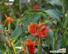 从花卉到树木 多年生植物