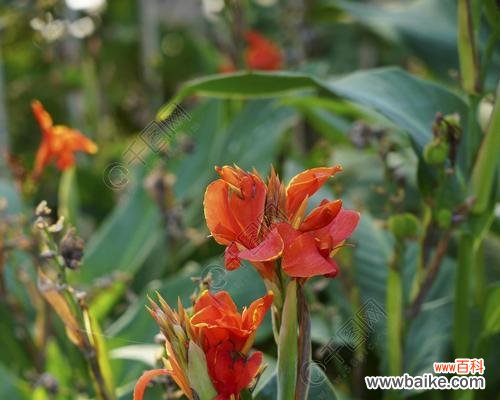 从花卉到树木 多年生植物