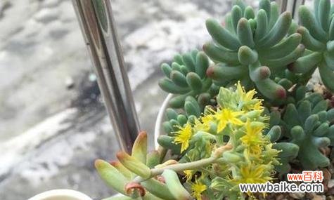 解密多肉植物开花 多肉植物的开花意义及相关知识