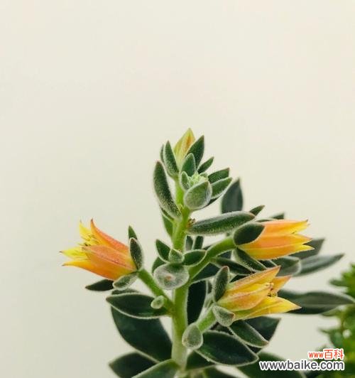 解密多肉植物开花 多肉植物的开花意义及相关知识