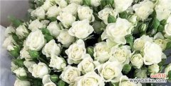 美丽纯洁的二十一朵白玫瑰传递的情感 二十一朵白玫瑰的花语