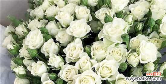 美丽纯洁的二十一朵白玫瑰传递的情感 二十一朵白玫瑰的花语