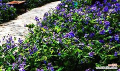 用花语传递温馨的情感 二月兰的花语