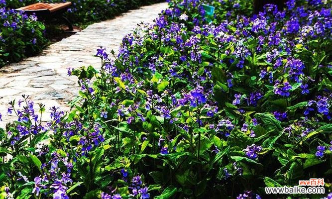 用花语传递温馨的情感 二月兰的花语