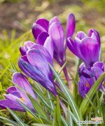 探索番红花的花语与象征意义 神秘的番红花花语