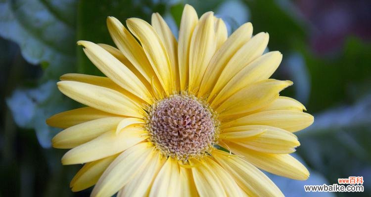 草木有情 非洲菊的寓意与象征