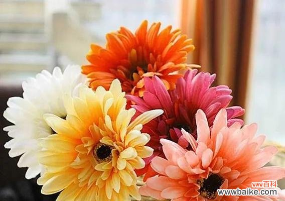 草木有情 非洲菊的寓意与象征