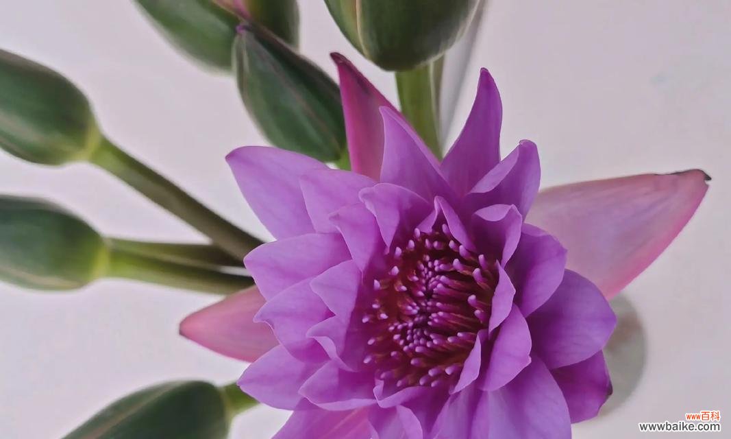 紫色百合花的花语是什么？它寓意着什么？