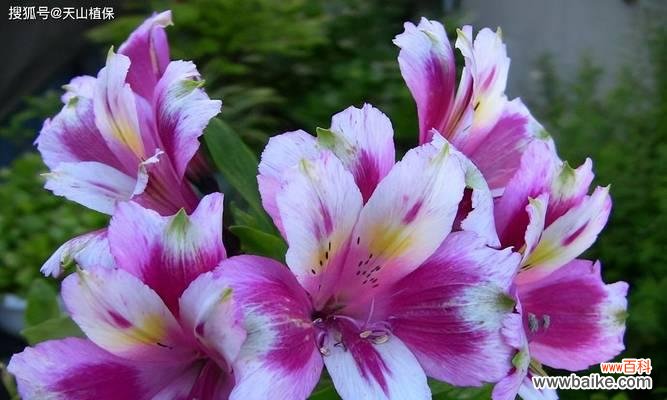 紫色百合花的花语是什么？它寓意着什么？