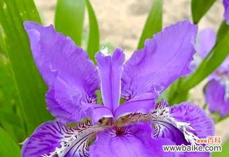 紫色百合花的花语是什么？它寓意着什么？