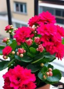 什么花象征健康和长寿？