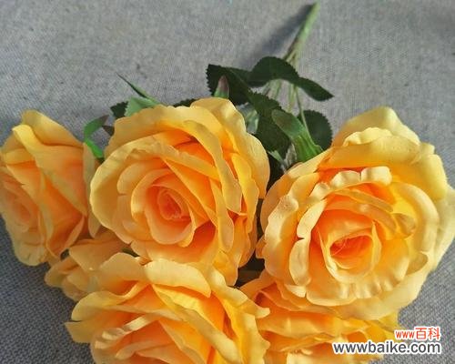 手捧玫瑰花代表什么？它的象征意义有哪些？