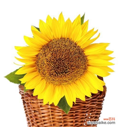 橙色玫瑰和太阳花的寓意分别是什么?