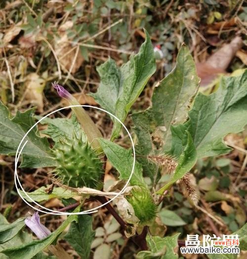 曼陀罗花语中的金色代表什么?金色曼陀罗有何特殊含义?