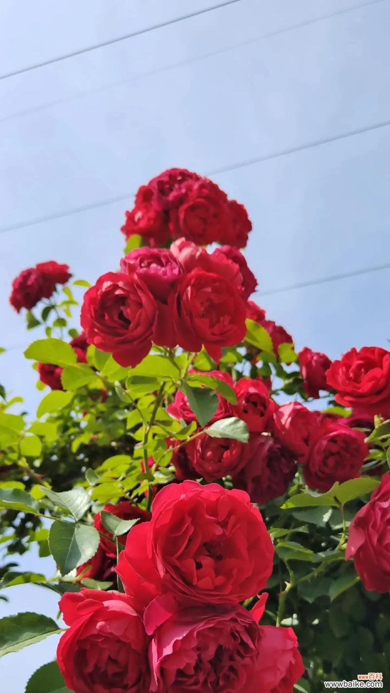 风铃节的花语是什么?有哪些特别的花适合这个节日?