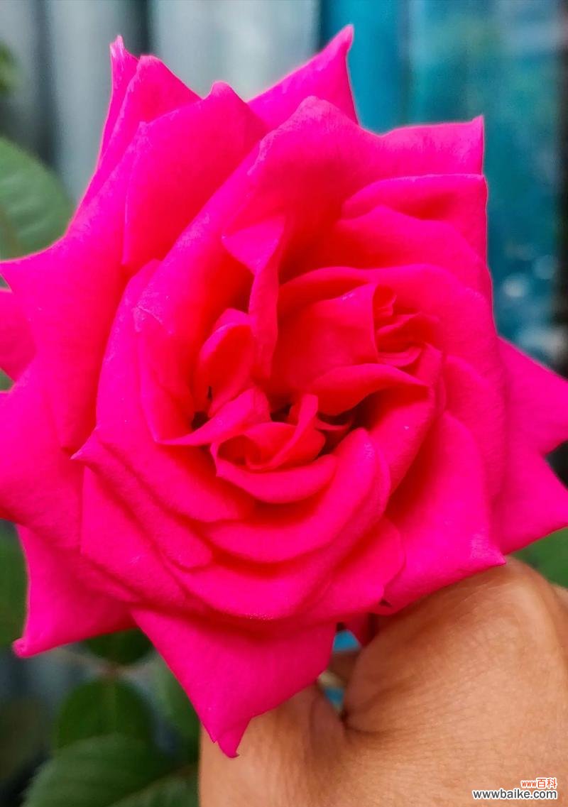 风铃节的花语是什么?有哪些特别的花适合这个节日?