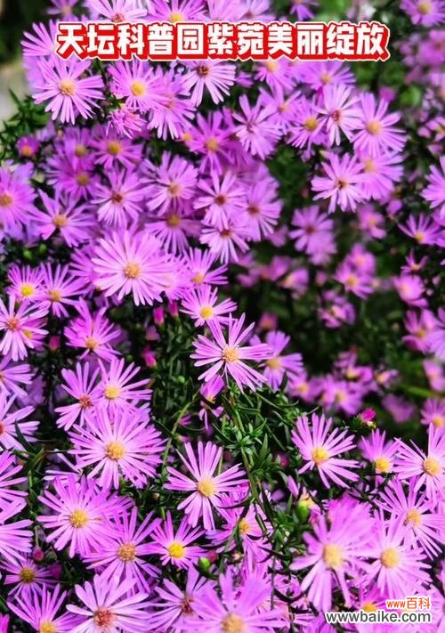 风铃节的花语是什么?有哪些特别的花适合这个节日?