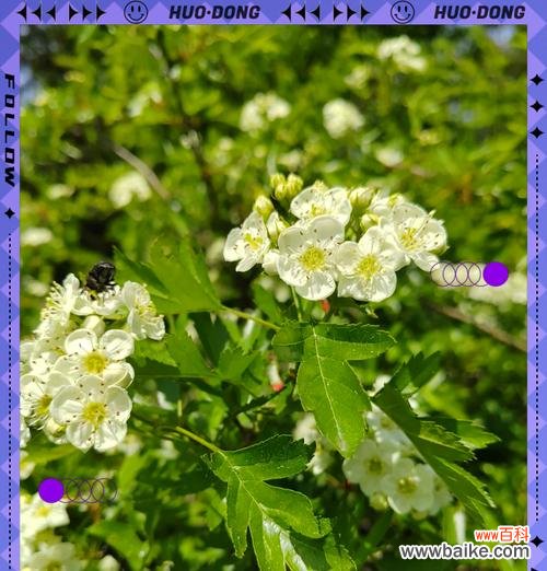 哪种花是母亲节的象征?母亲节花语的含义。169