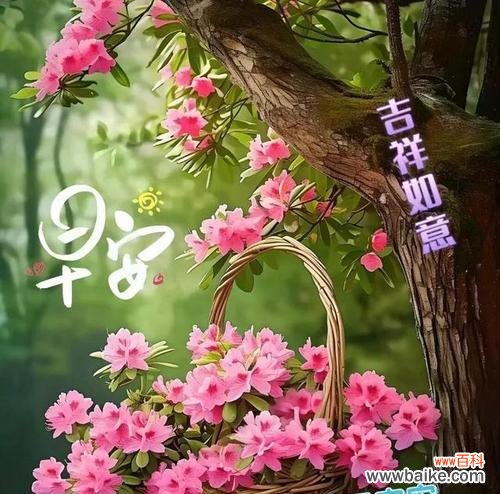 花的寓意有哪些祝福语？