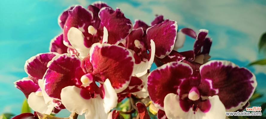 春节送花有什么寓意？春节花卉象征什么？