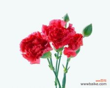 十只康乃馨手捧花代表什么？它们在花语中有哪些含义？