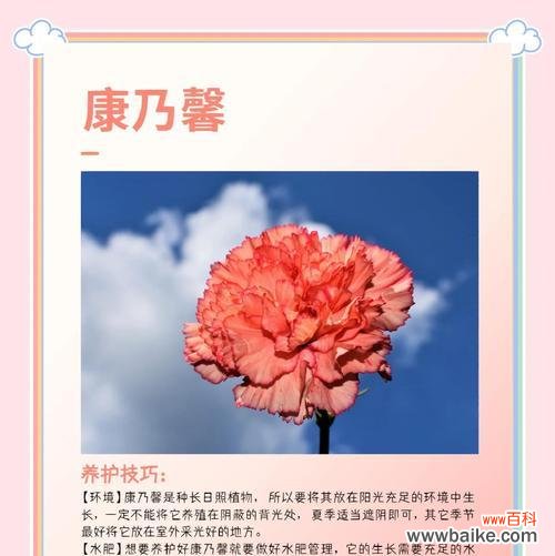 十只康乃馨手捧花代表什么？它们在花语中有哪些含义？
