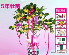 教师节和中秋节送什么花寓意好？推荐有哪些？