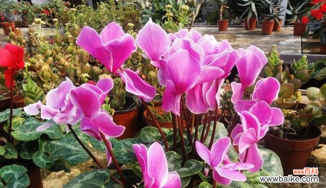 传递爱意的花朵--索玛花 索玛花的花语之美