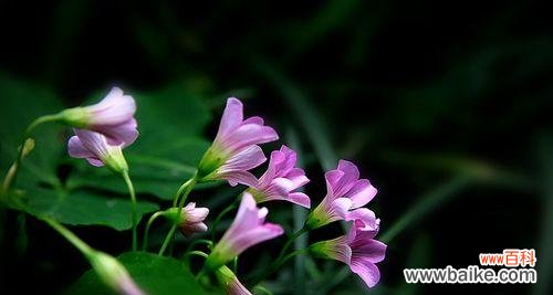 传递爱意的花朵--索玛花 索玛花的花语之美