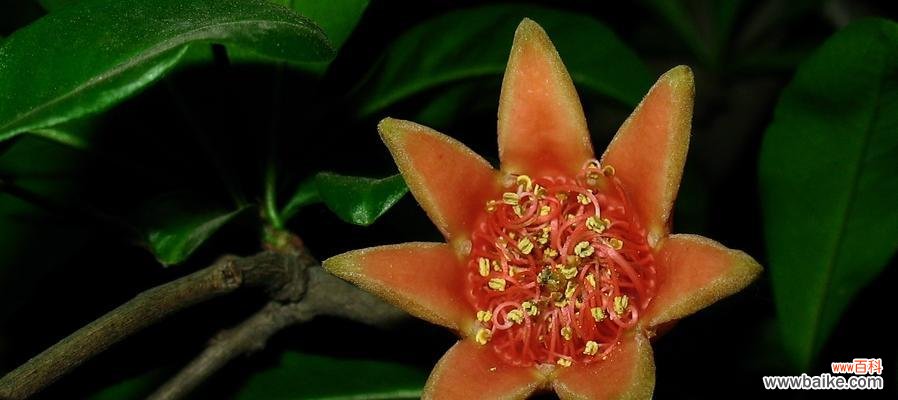 传递爱意的花朵--索玛花 索玛花的花语之美