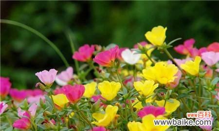 探寻以太阳花的神秘语言，了解它的象征意义 以太阳花的花语与意义