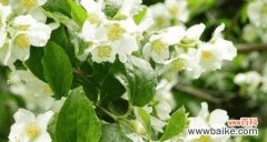 诠释以太平花的花语和文化内涵 以太平花的寓意与象征——美好和平的力量