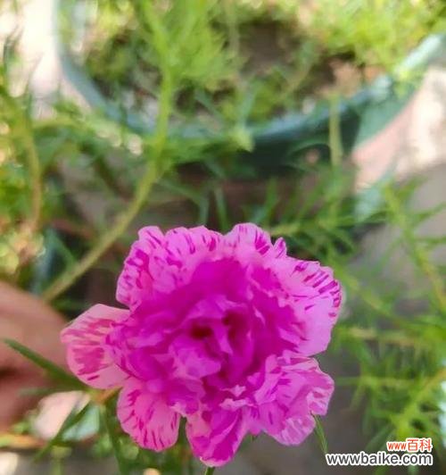 探索以太阳花背后的寓意,发现阳光与勇气的象征 以太阳花的花语