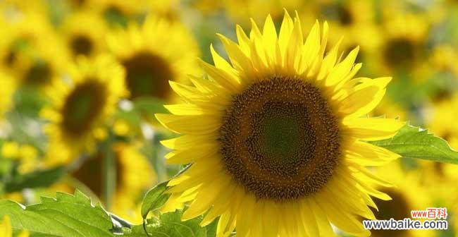 展现阳光与希望的以太阳花,寓意与追寻 以太阳花的花语与象征意义