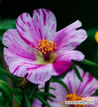 阳光向往者的象征——以太阳花的意义和表达方式 以太阳花的寓意与花语