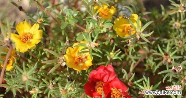 以太阳花 以太阳花的象征意义——勇气与希望的化身