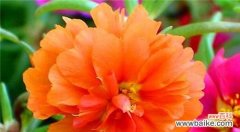 探寻以太阳花的希望与勇气 以太阳花的象征意义和精神