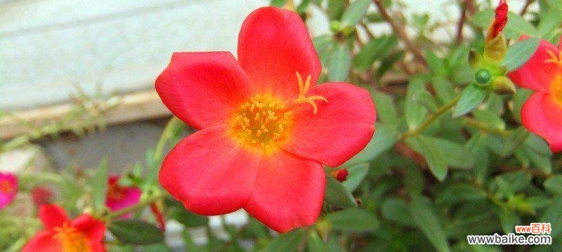 探寻以太阳花的种种含义,深入剖析其对社会和个人的影响 以太阳花的象征意义与影响力