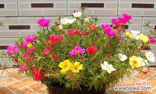 探寻以太阳花的种种含义,深入剖析其对社会和个人的影响 以太阳花的象征意义与影响力