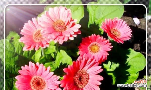 探秘以太阳花花语的神奇力量 以太阳花花语的深刻含义